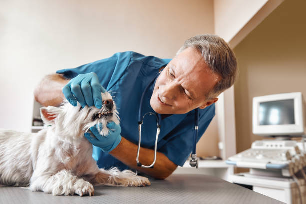 Best 24-Hour Emergency Dental Care in Kannapolis, NC